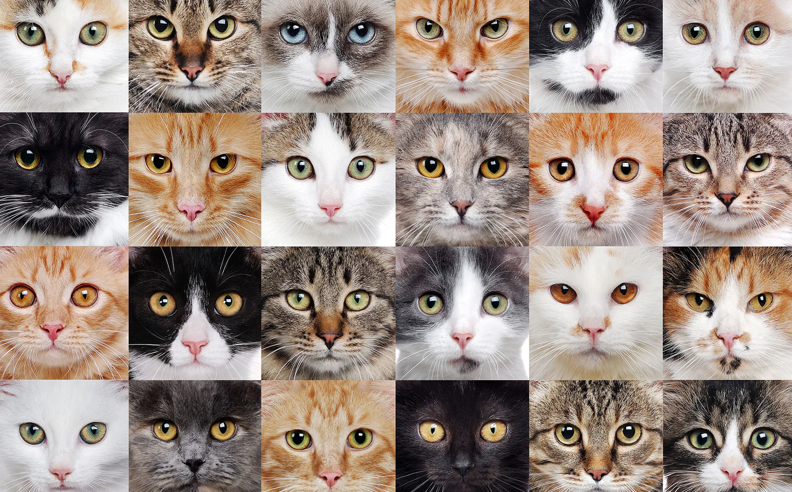 50 Popular Cat Breeds: Behavior Traits, Lifespan, and Training Guide