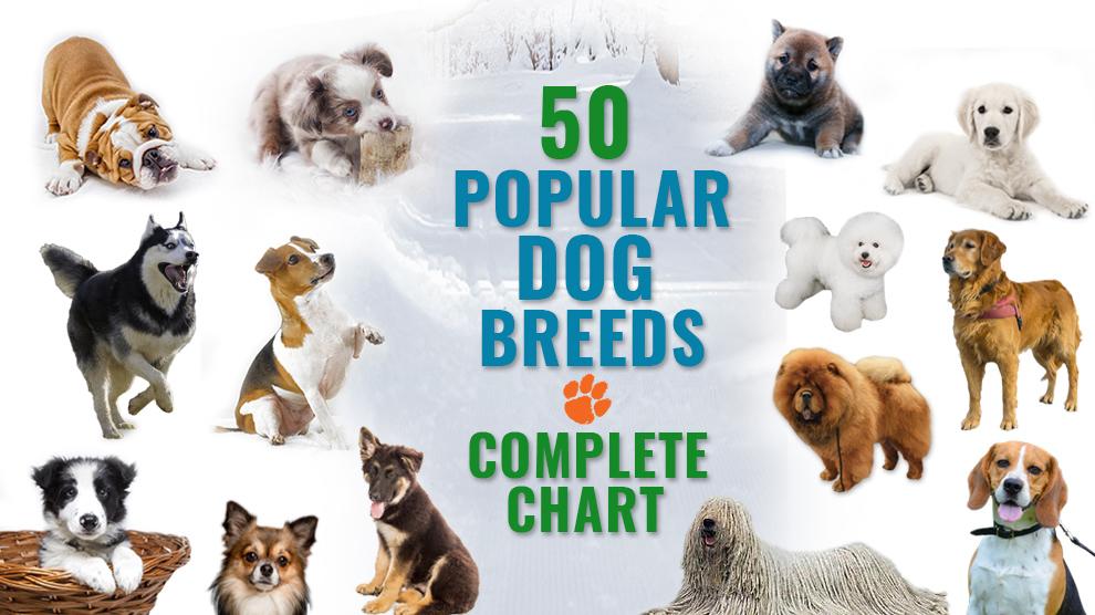 50 Popular Dog Breeds