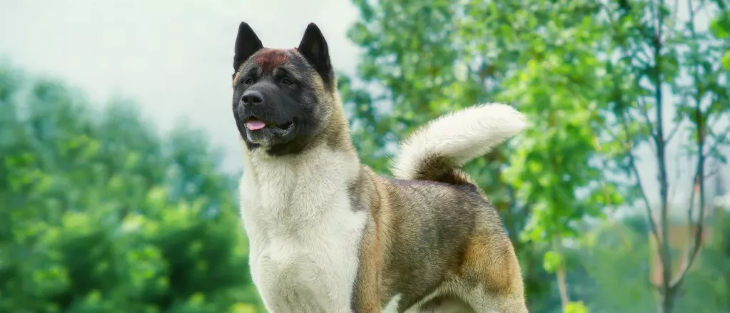 Akita Dog Breed: Complete Guide, Care, Training, and More