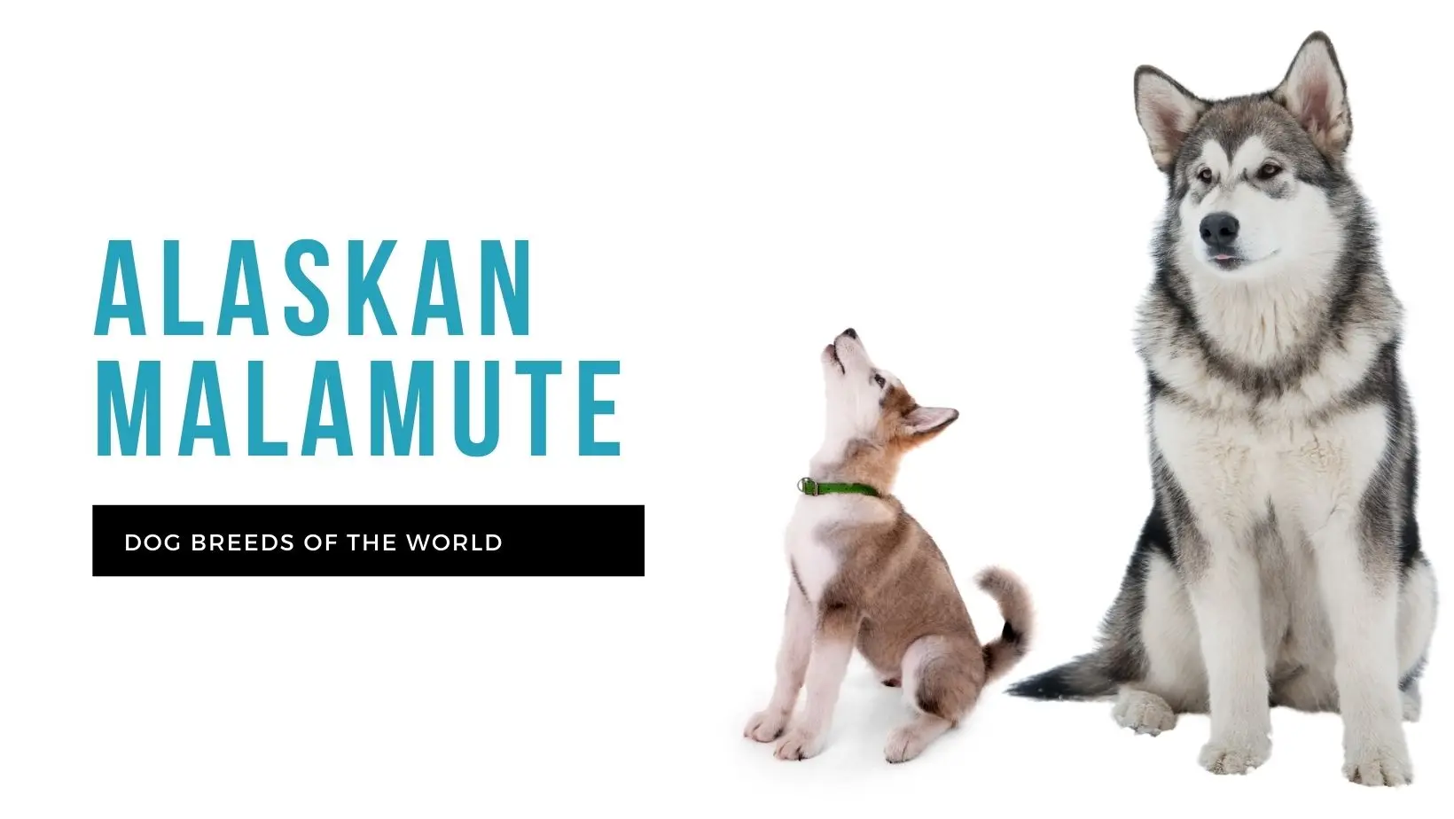Alaskan Malamute: The Ultimate Guide to This Majestic Arctic Breed