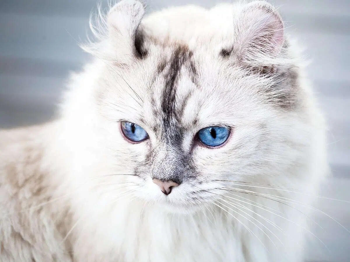 American Curl Cat: Complete Guide, Training, Care, How to Choose, Pros & Cons, and Price