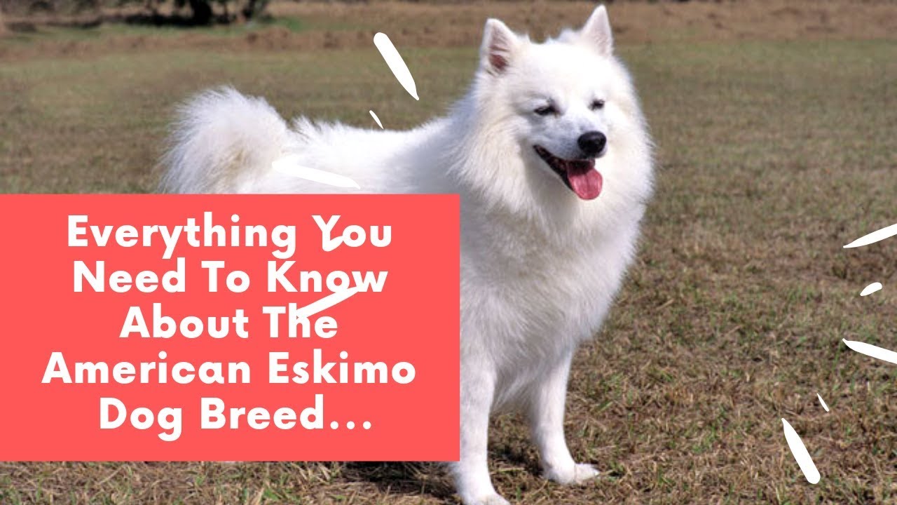 The Ultimate Guide to the American Eskimo Dog