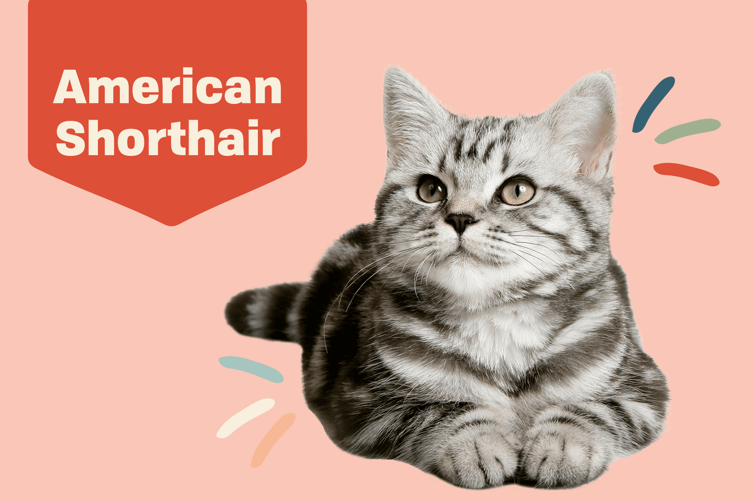 American Shorthair Cat: Complete Guide, Training, Care, Choosing Tips, Pros & Cons, and Price