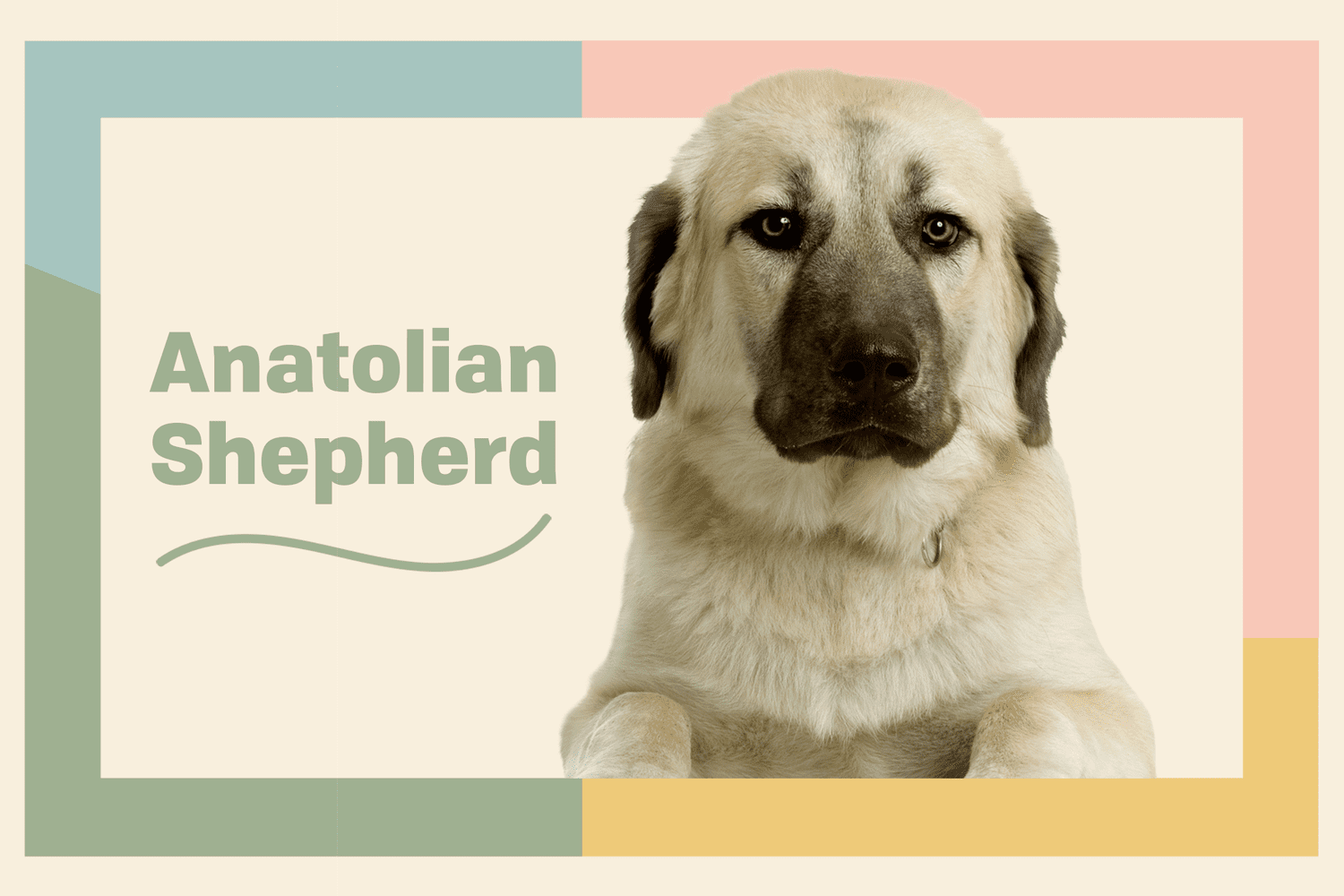 Complete Guide to Anatolian Shepherd Dogs: A Loyal, Protective Companion