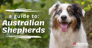 Australian Shepherd