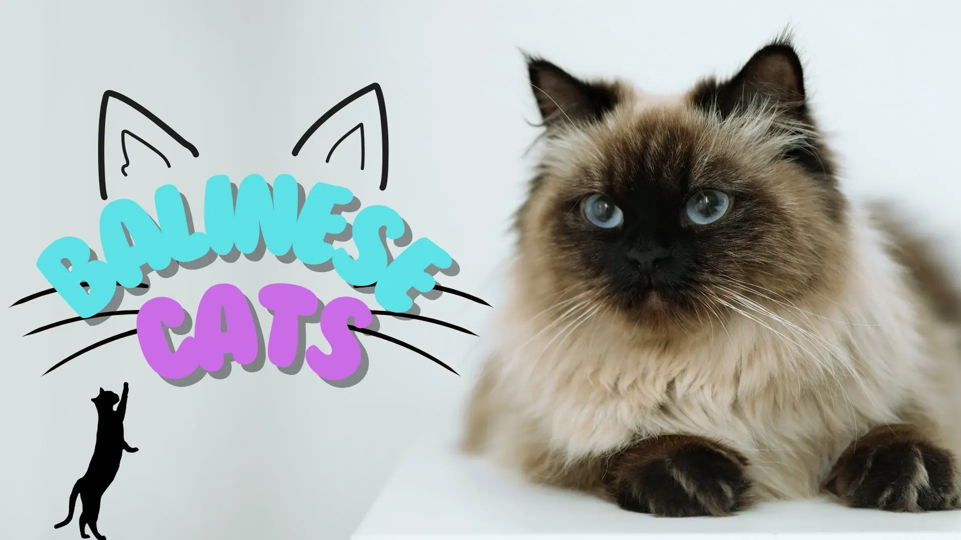 Complete Guide to the Balinese Cat: Details, How to Care, How to Train, How to Choose, Pros and Cons, and Price