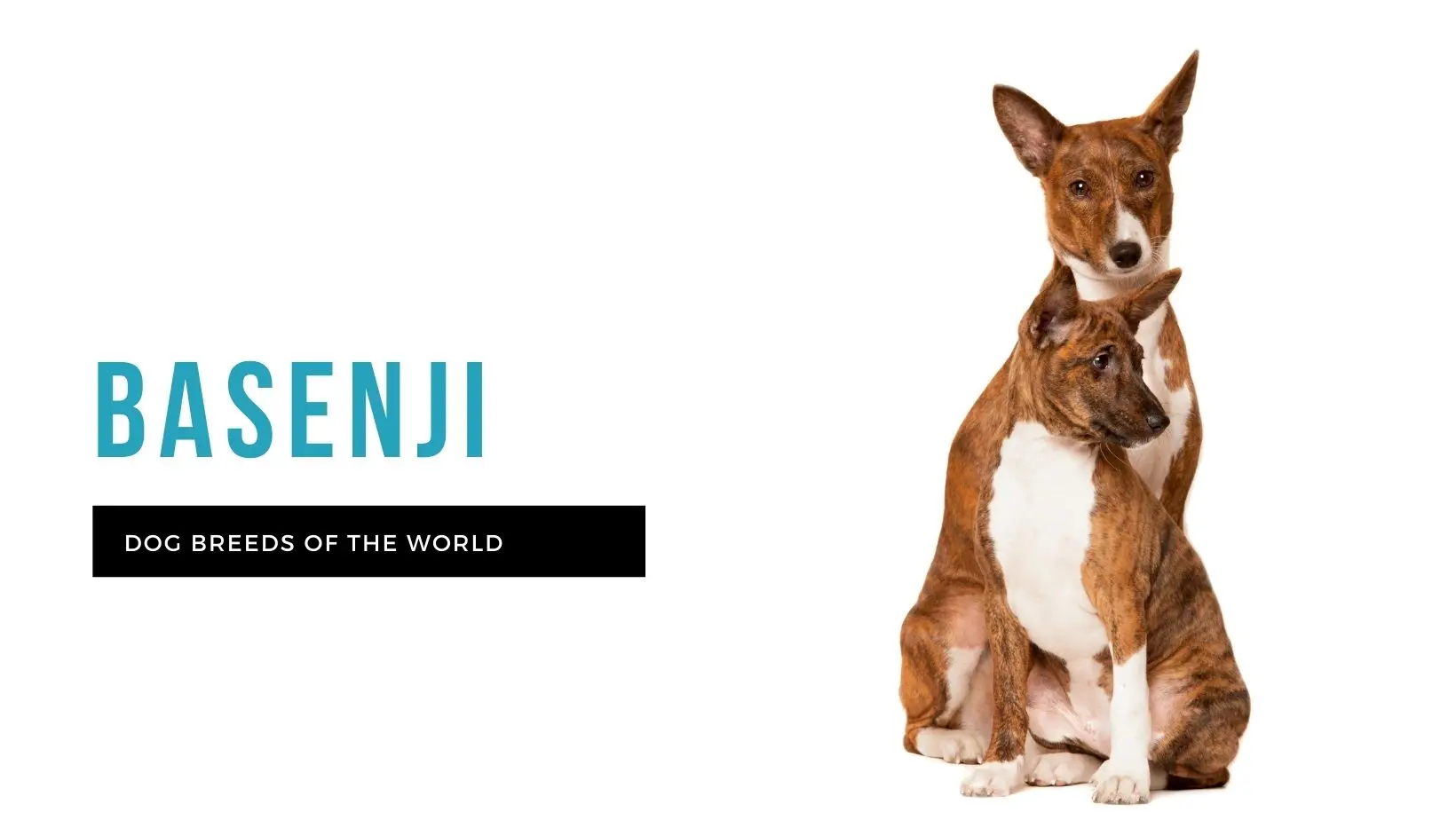 The Basenji Dog Breed: A Complete Guide to Choosing, Training, Caring, and Understanding This Unique Canine