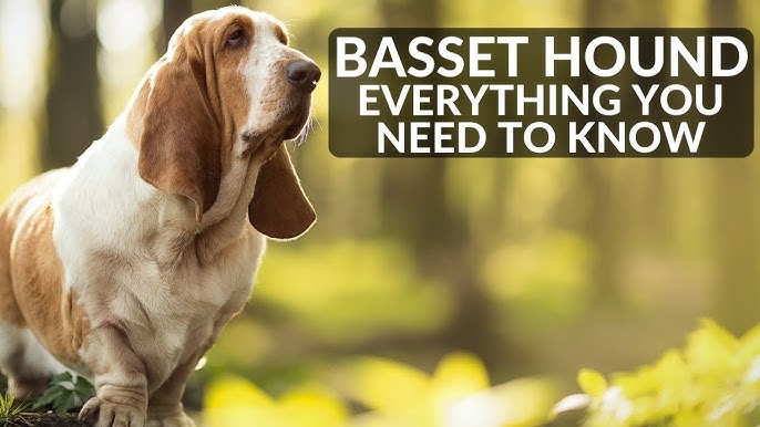 🐶 Basset Hound: Complete Breed Guide, Training Tips & Pros and Cons