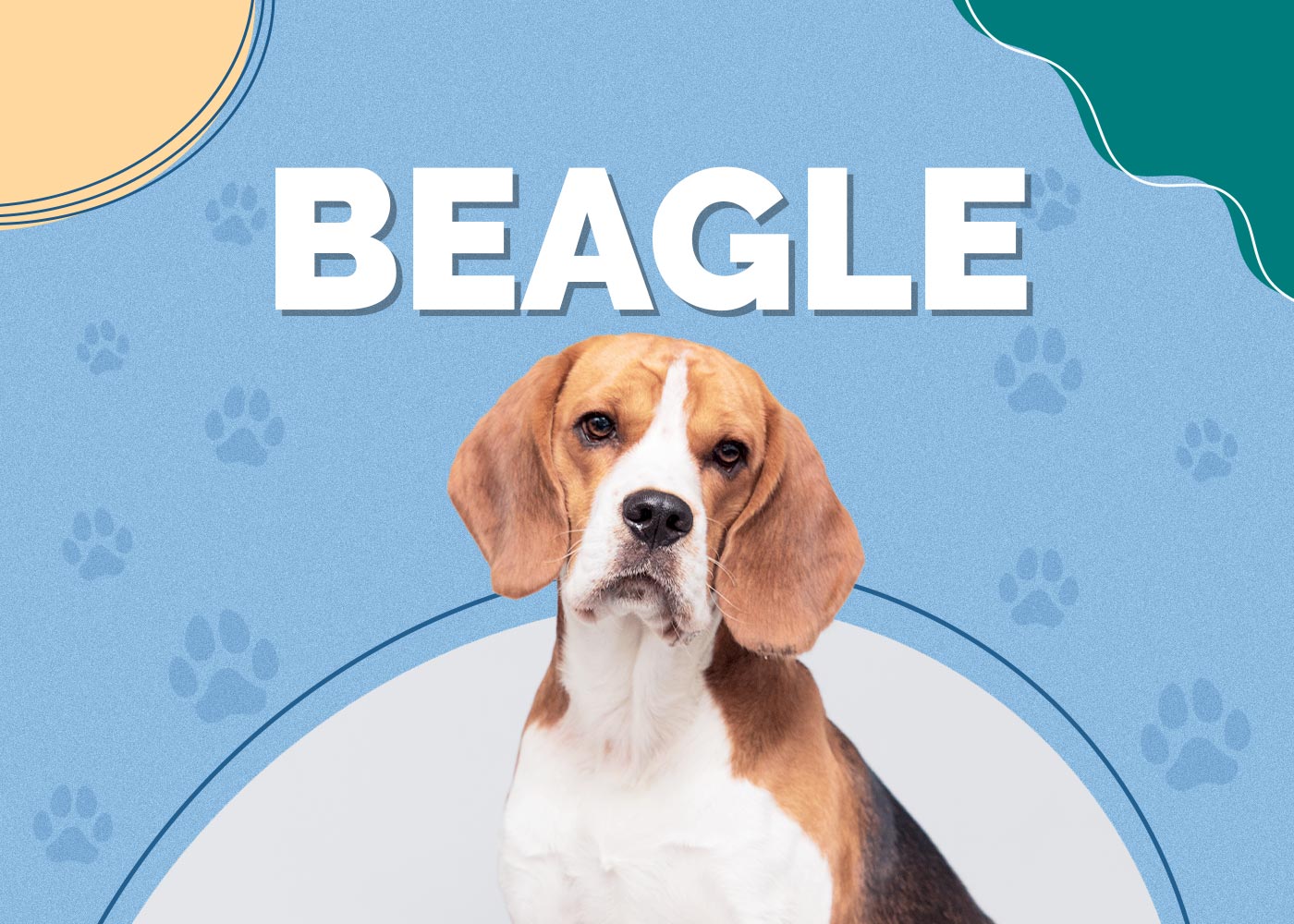 Beagle: The Ultimate Guide to This Energetic and Loyal Hound