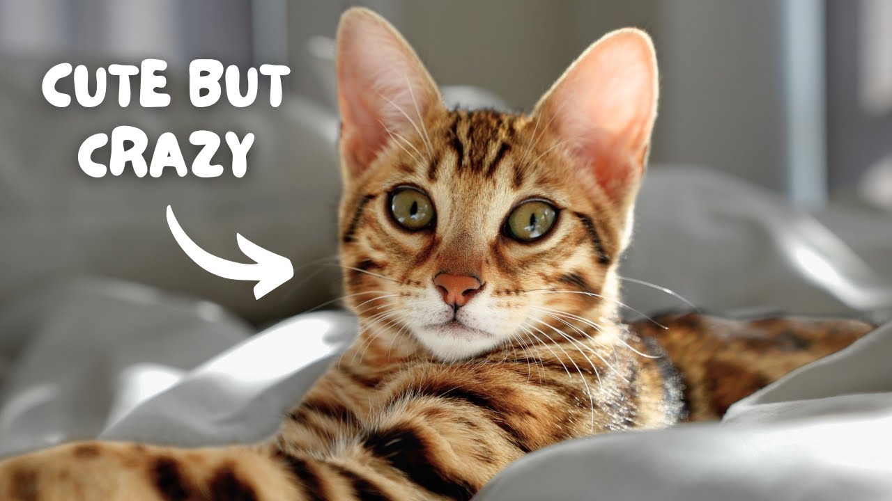Complete Guide to the Bengal Cat: Details, Training, Care, How to Choose, Pros and Cons, and Price