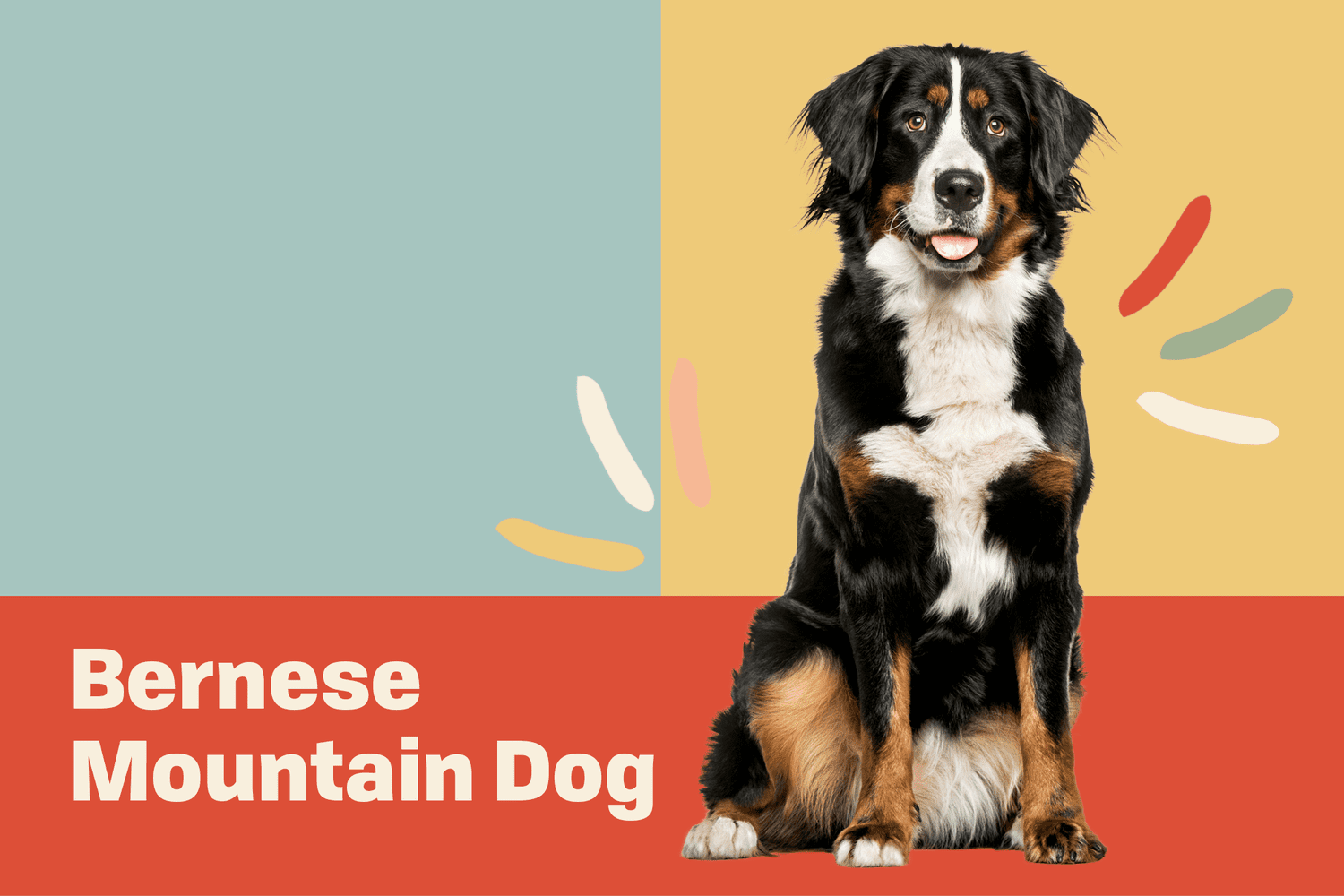 Complete Guide to Bernese Mountain Dog: How to Choose, Train, Care, Pros and Cons, and Price