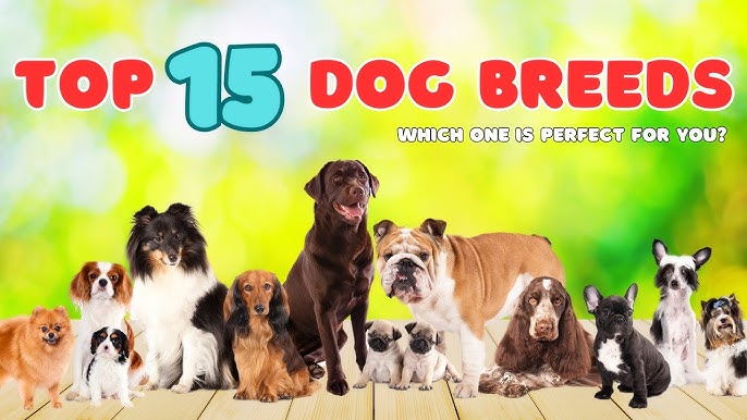 The Best Dog Breeds for Home Companions: A Guide to Choosing the Right Dog for Your Home