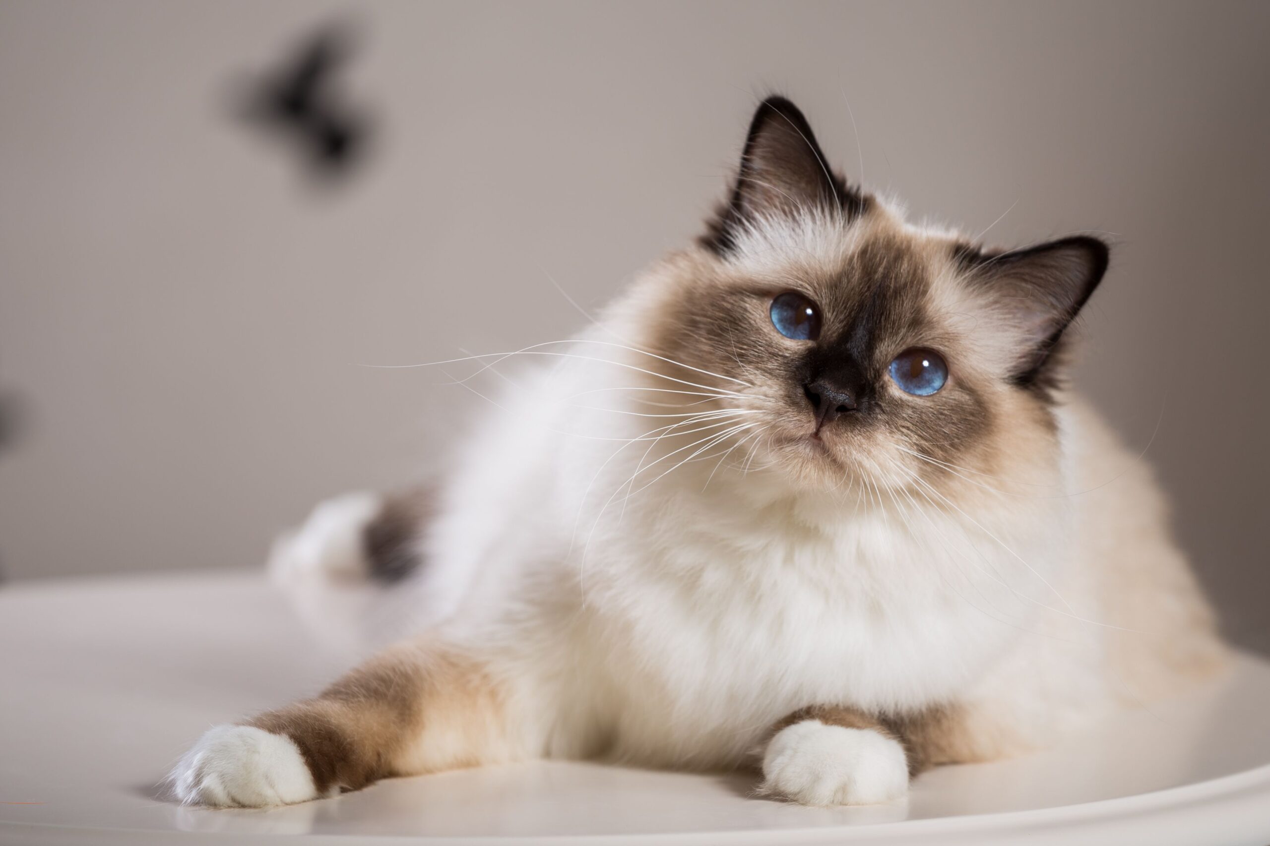 The Complete Guide to Birman Cats: Characteristics, Profile, Training, Care, Choosing, Pros and Cons, and Price
