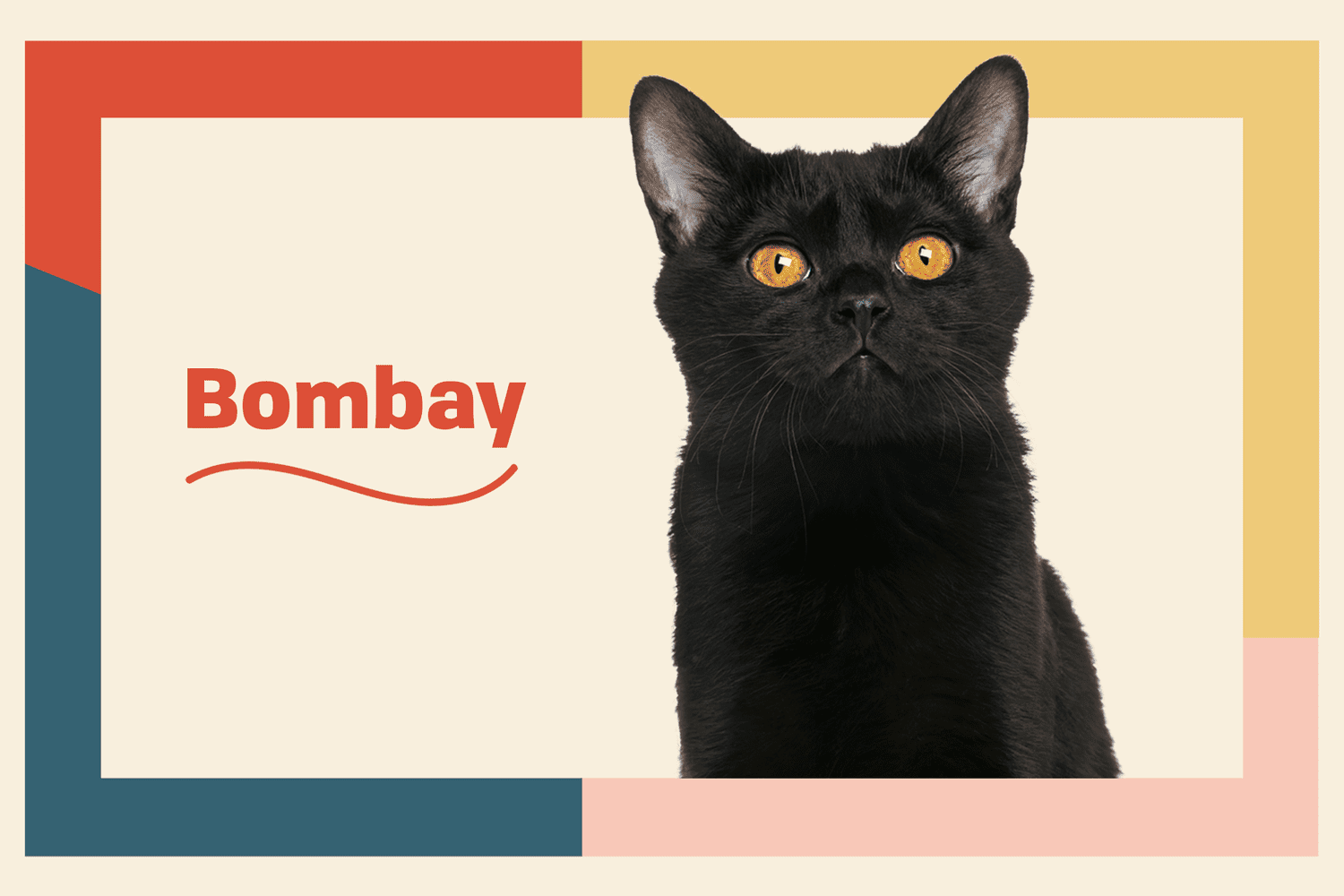 Bombay Cat: Complete Guide to Profile, Characteristics, How to Train, How to Care, How to Choose, Pros and Cons, and Price