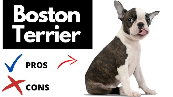 Boston Terrier: A Complete Guide to the American Gentleman