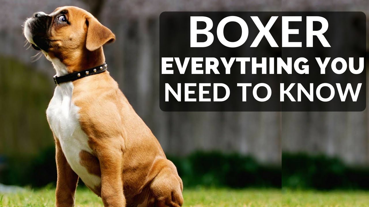 The Ultimate Guide to the Boxer Dog: Characteristics, Training, Care, Pros and Cons, and Price