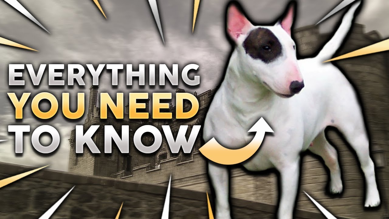 Complete Guide to Bull Terrier: Full Details, How to Choose, Train, Care, Pros & Cons, and Price