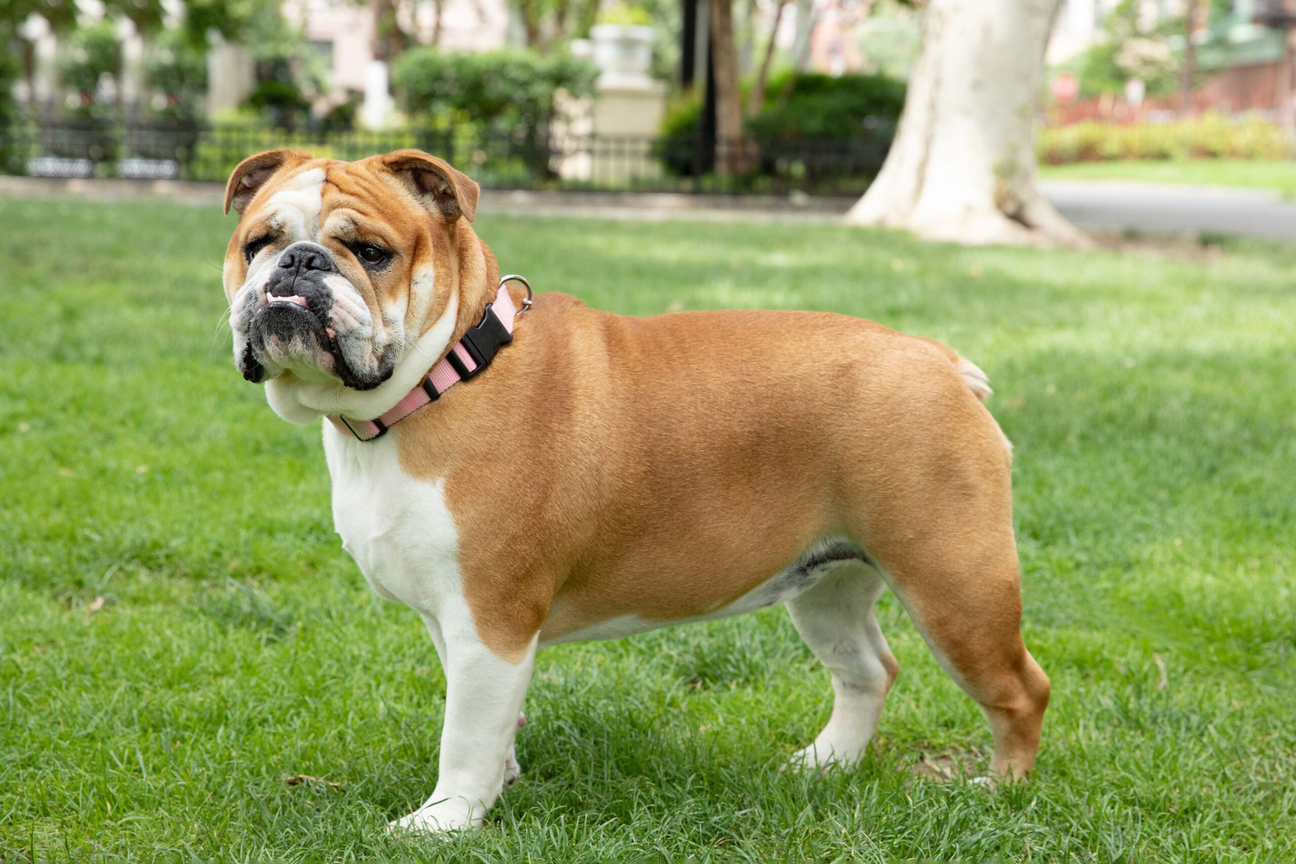 🐾 Ultimate Guide to the Bulldog: Complete Details, How to Care, Train, Choose, Pros & Cons, and Price