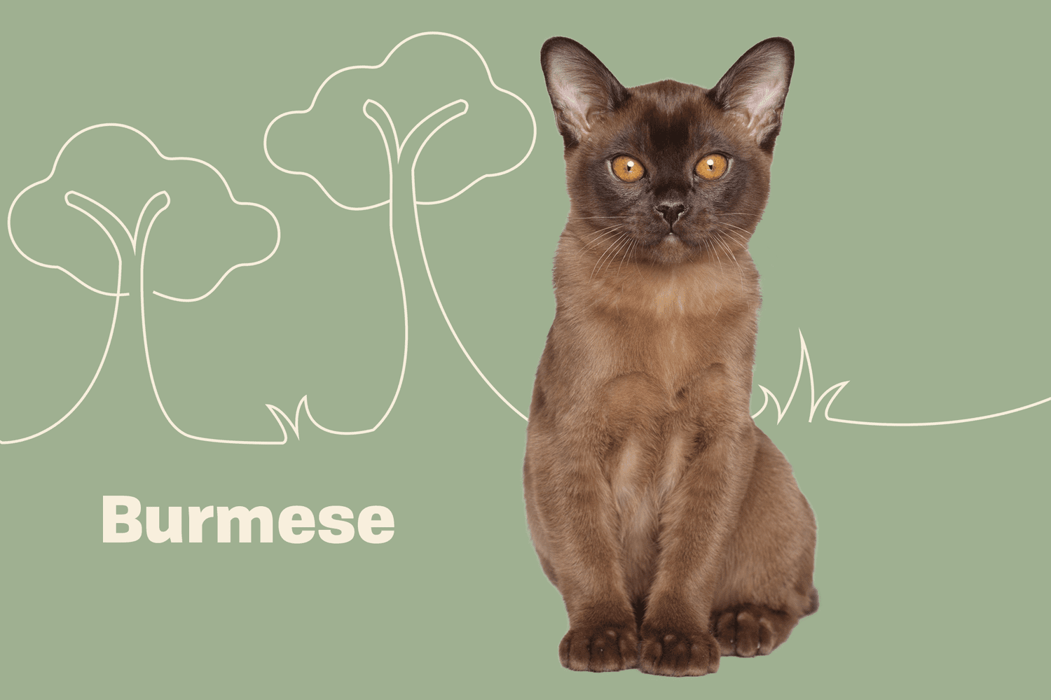 Burmese Cat: Complete Guide — Profile, Characteristics, How to Care, Train, Choose, Pros, Cons, and Price