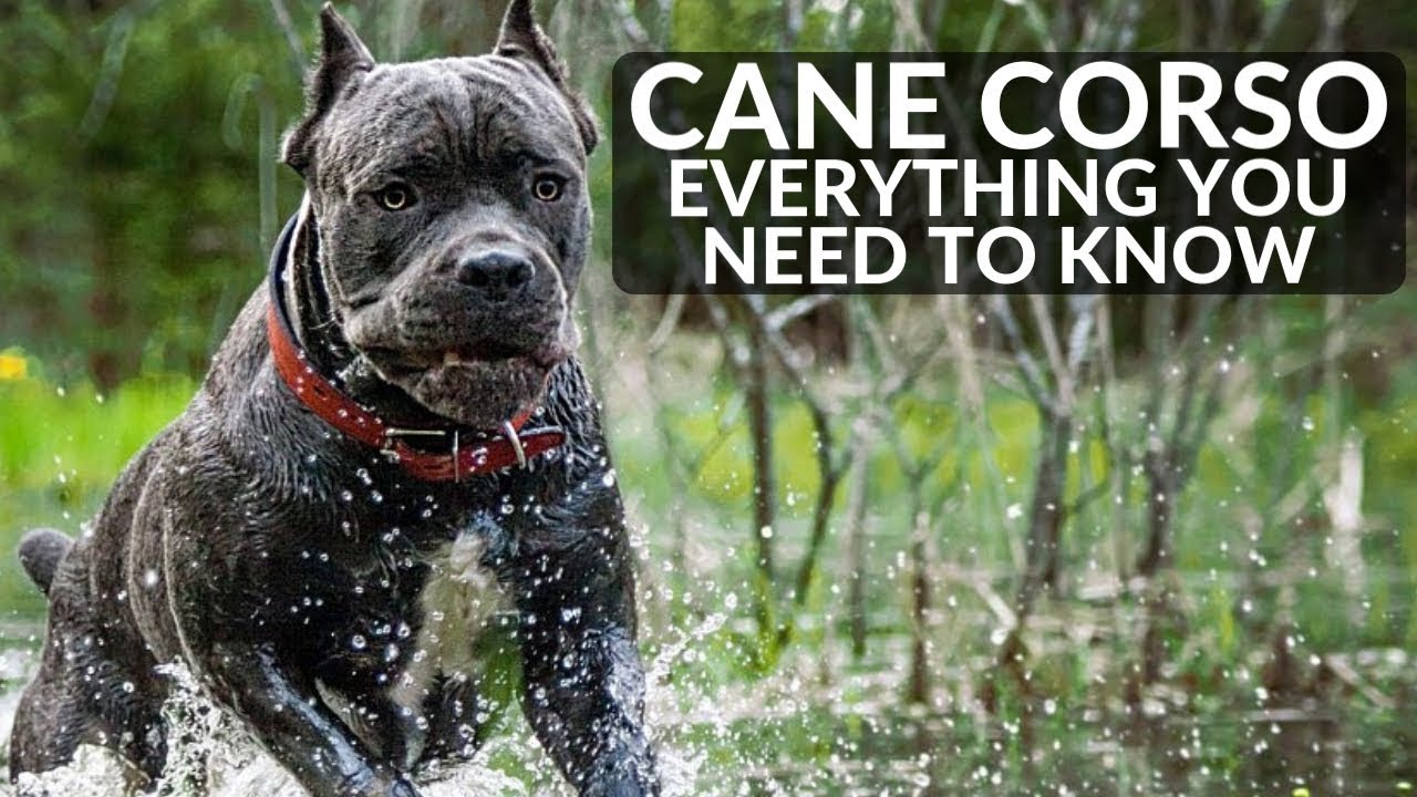Cane Corso: Complete Guide to Choosing, Training, Caring, Pros, Cons & Pricing