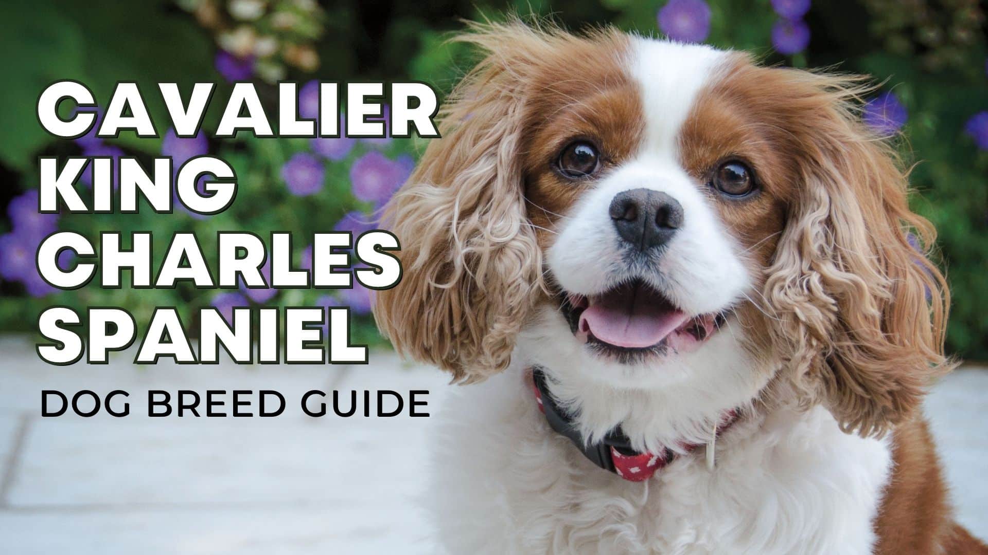 Cavalier King Charles Spaniel: The Ultimate Guide