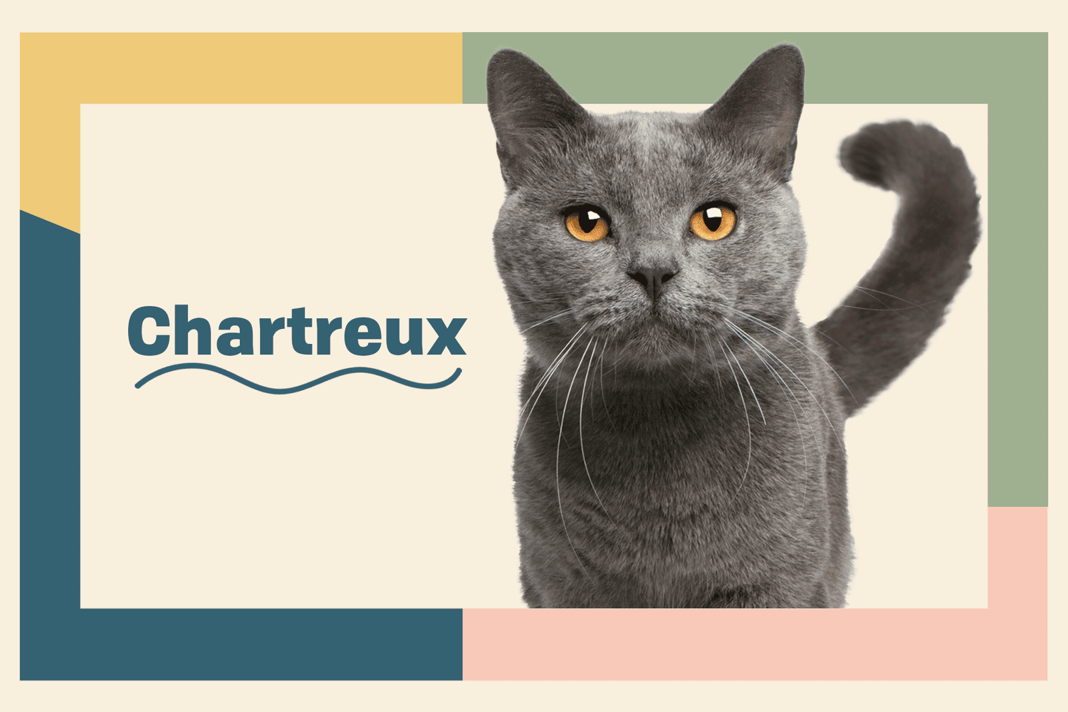 Chartreux Cat Breed: Complete Profile, Care Guide, Training Tips, Pros and Cons, and Price