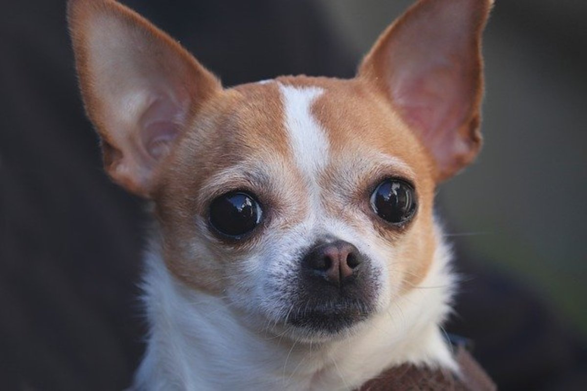 🐾 Chihuahua: Complete Guide | Care, Training, Choosing, Pros & Cons, Price