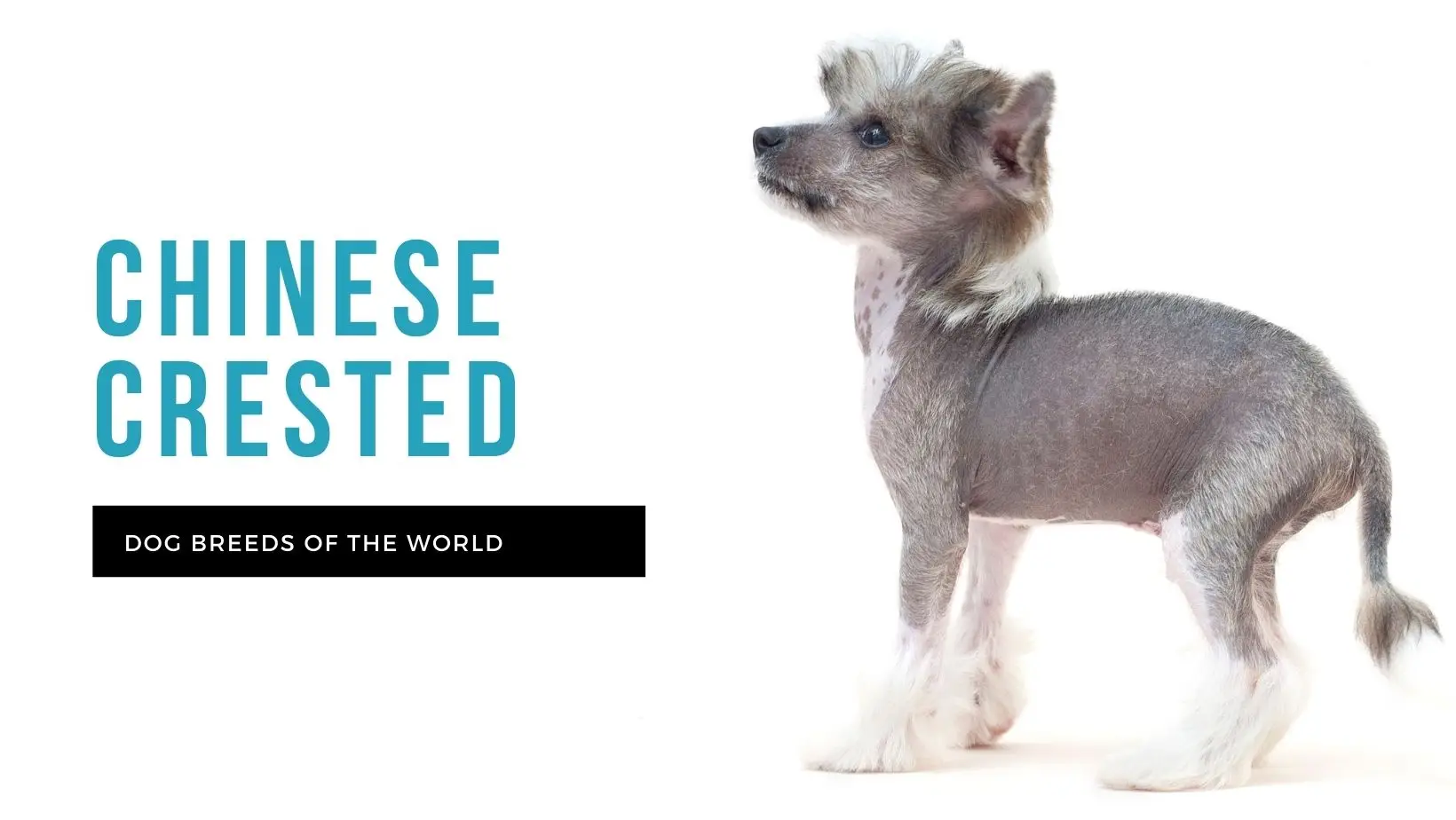 Chinese Crested Dog: Complete Guide — Choosing, Training, Caring, Pros, Cons, and Price