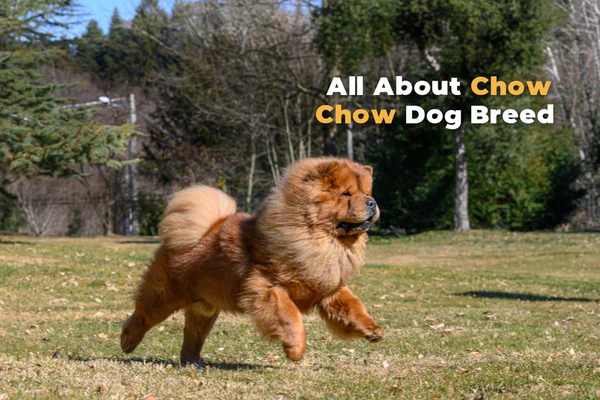 🐾 Chow Chow: The Ultimate Guide to This Regal and Independent Dog Breed