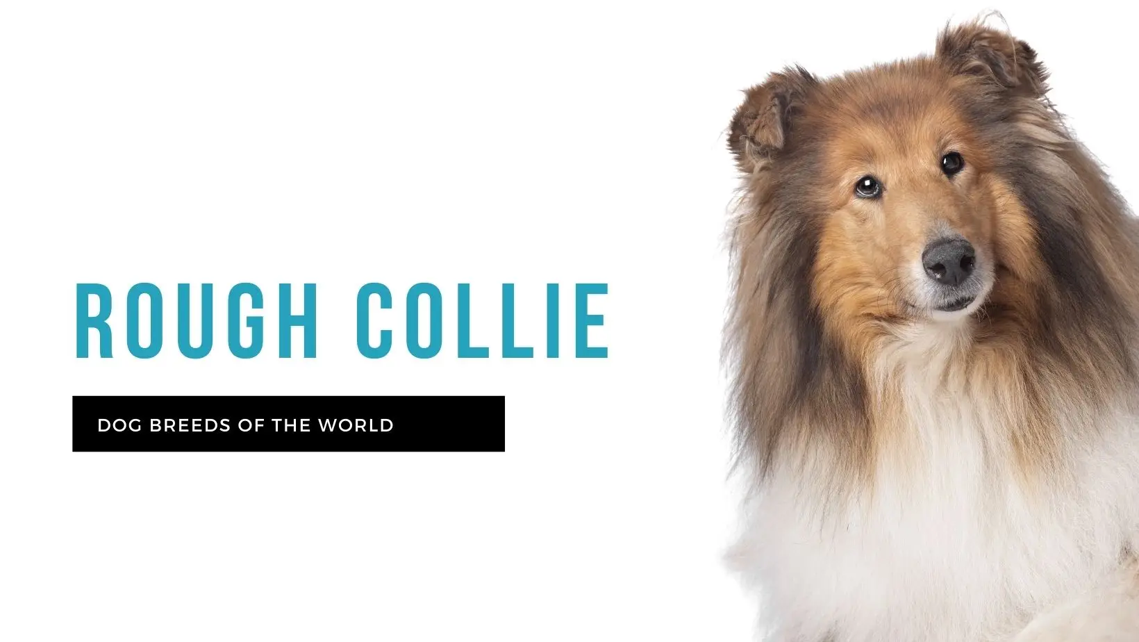The Collie Dog Breed: Complete Guide, Training, Care, and More