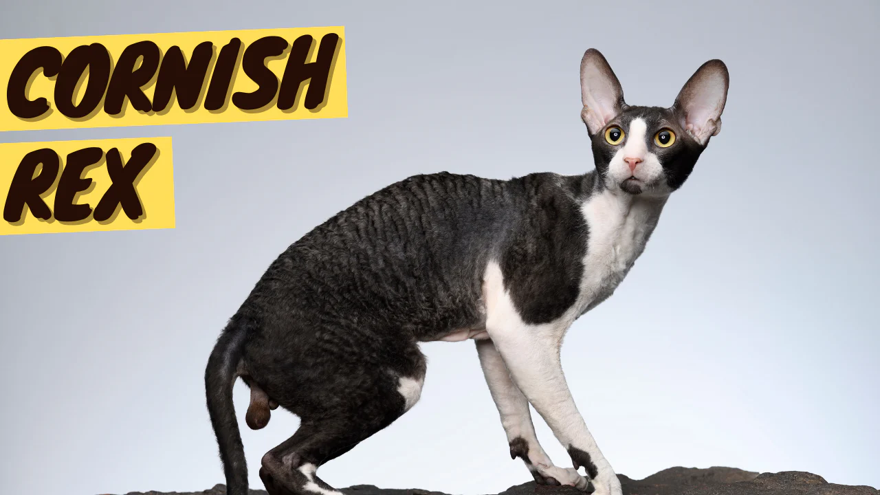 Cornish Rex: A Complete Guide to the Breed, Characteristics, Care, Training, Pros and Cons, and Price