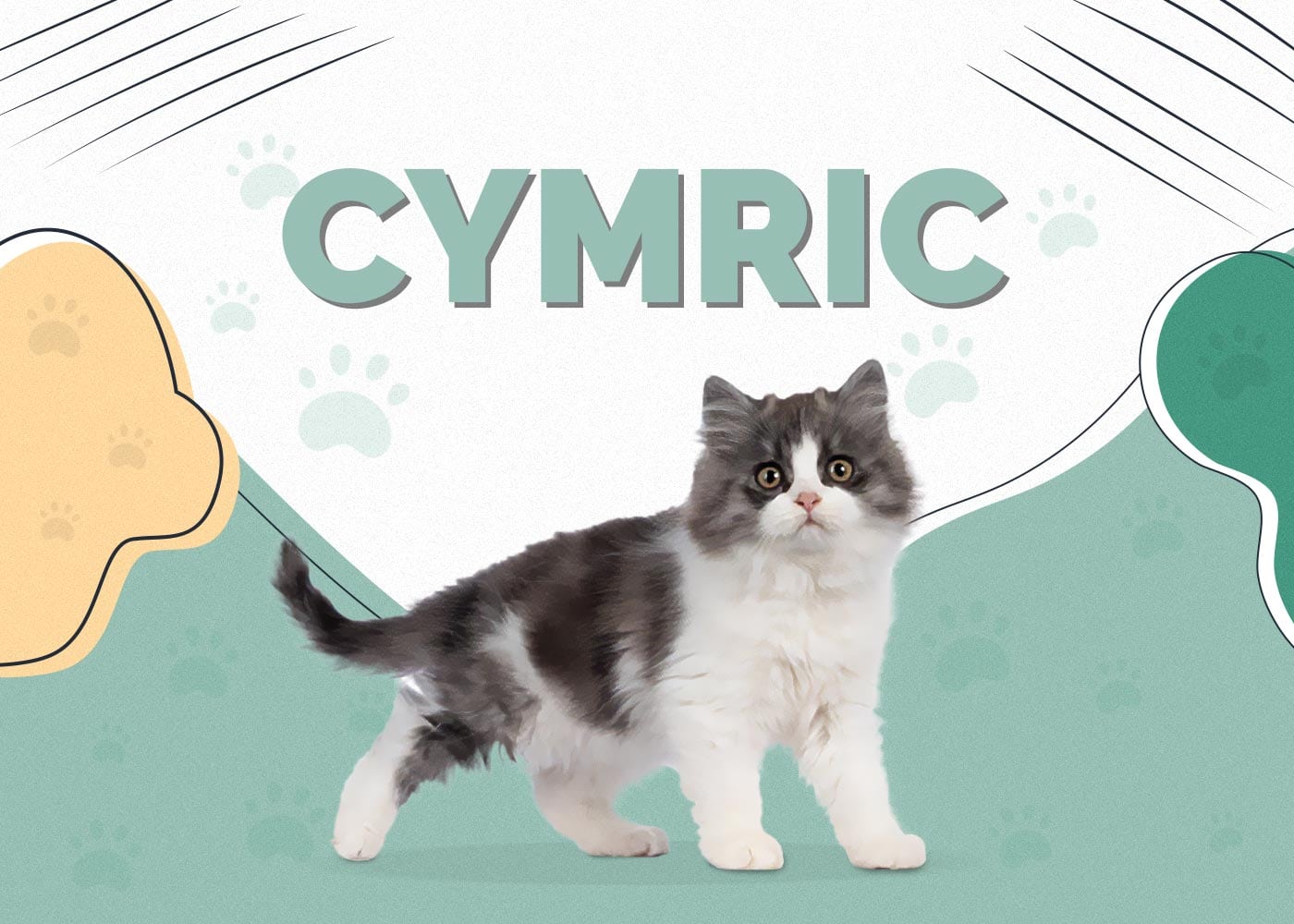 Cymric Cat Breed: Complete Guide