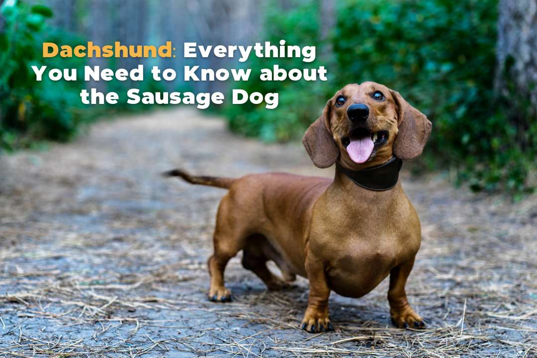 Complete Guide to Dachshund: Characteristics, Training, Care, Pros and Cons, and Price