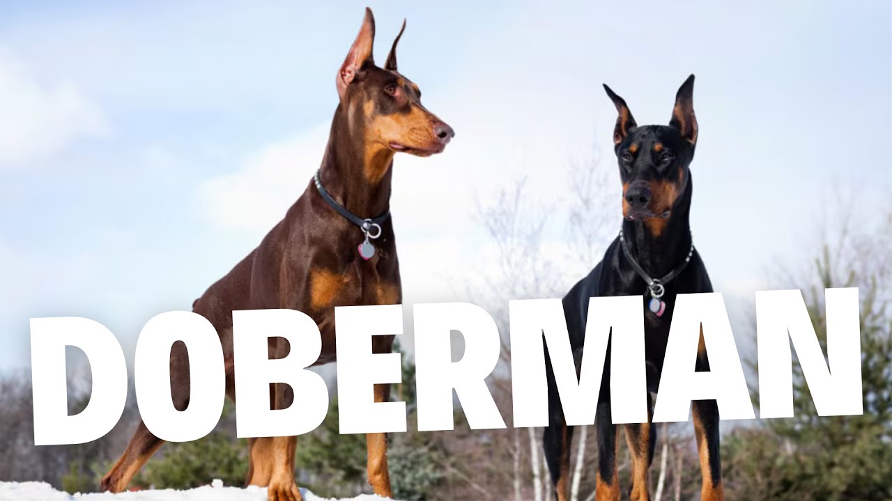 The Ultimate Guide to the Doberman Pinscher: Complete Details, Training, Care, Pros and Cons, and Price