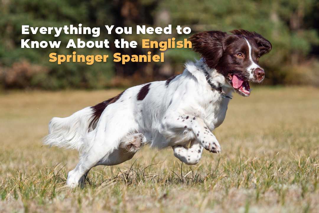 English Springer Spaniel: Complete Guide to This Loving and Active Dog Breed