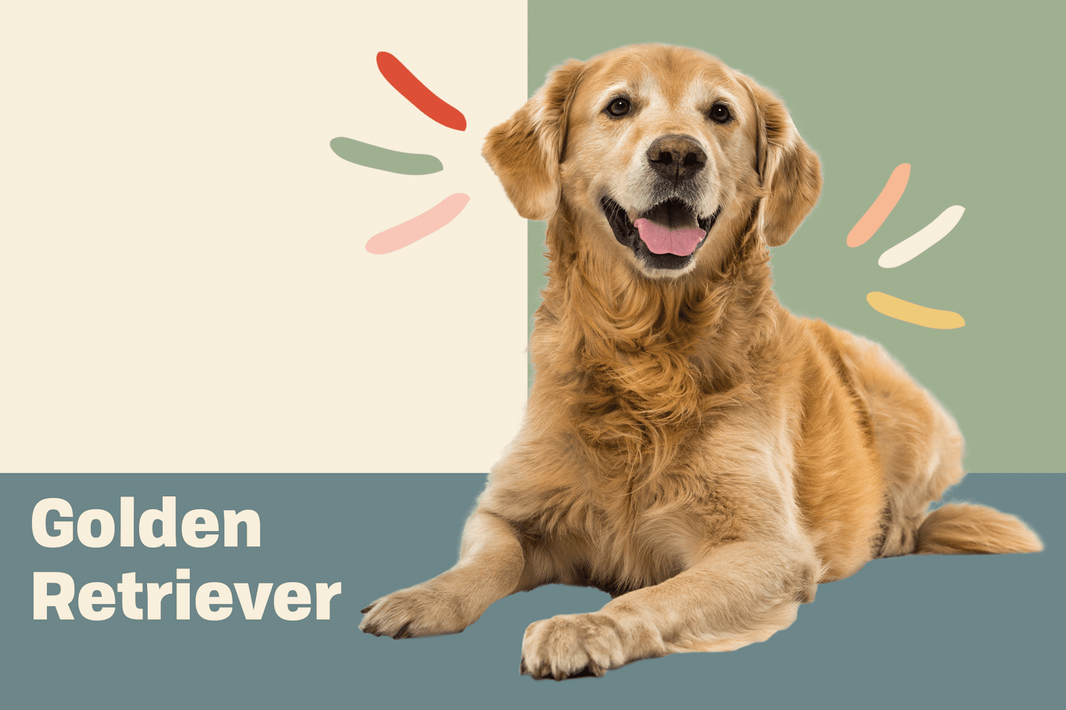 Golden Retriever Dog Breed: Complete Guide, How-to Care, Pros and Cons
