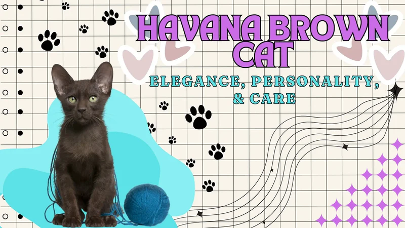 Havana Brown Cat – Complete Profile, Characteristics, Care Guide, Training, Choosing, Pros and Cons, and Price