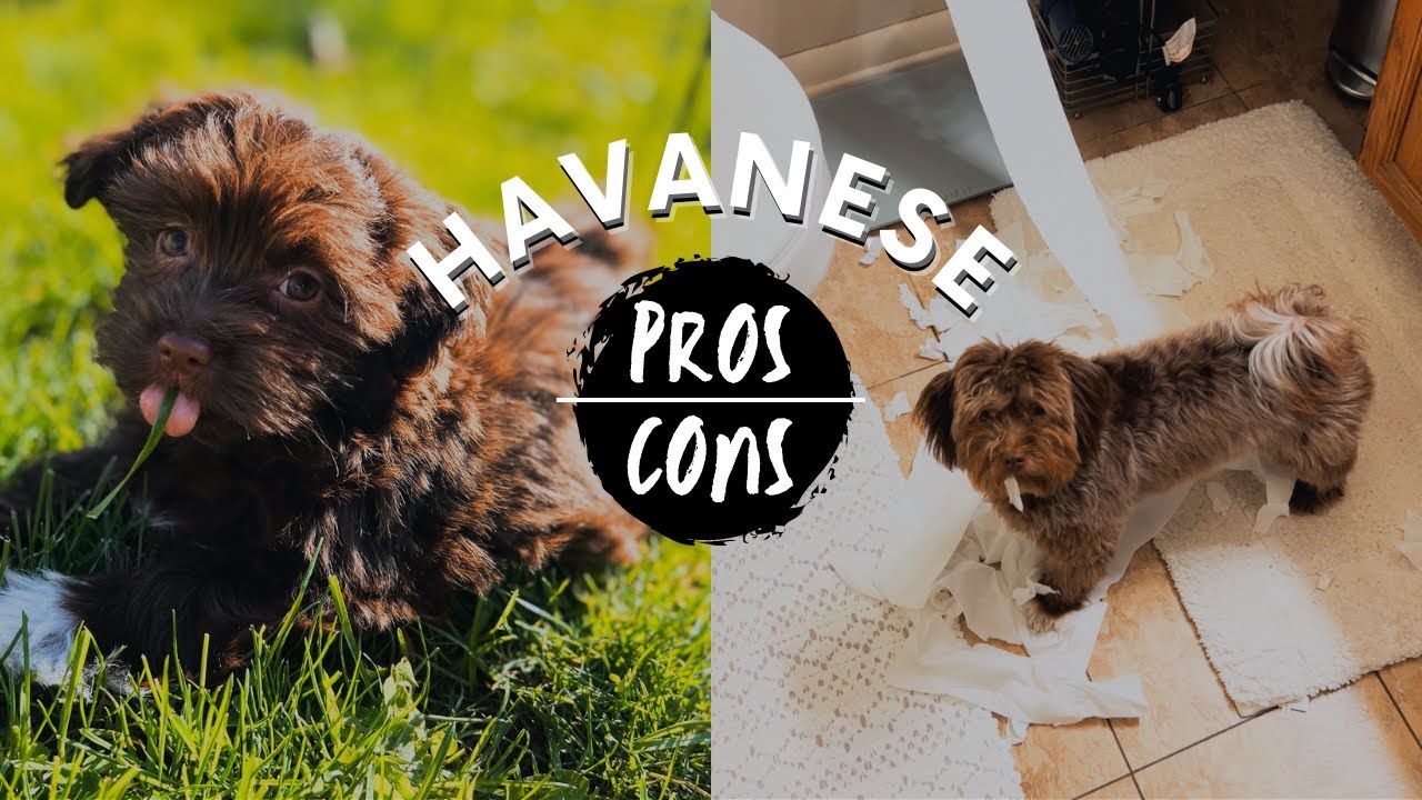 Havanese Dog Breed: Complete Guide & How-To Care