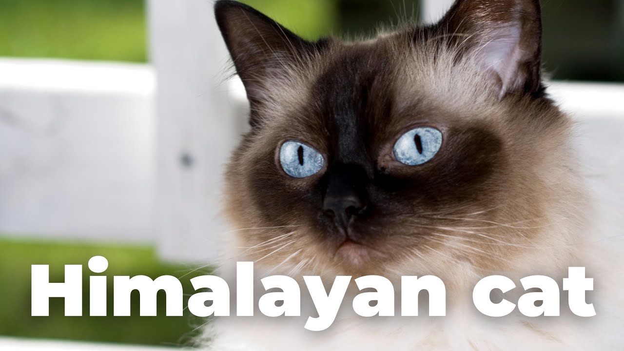 The Himalayan Cat: A Complete Guide