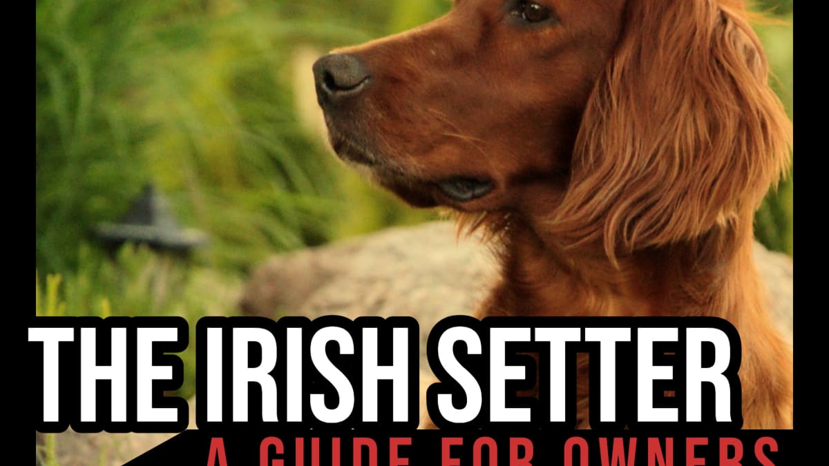 Irish Setter Dog Breed Guide: Elegant, Energetic, and Exceptionally Friendly