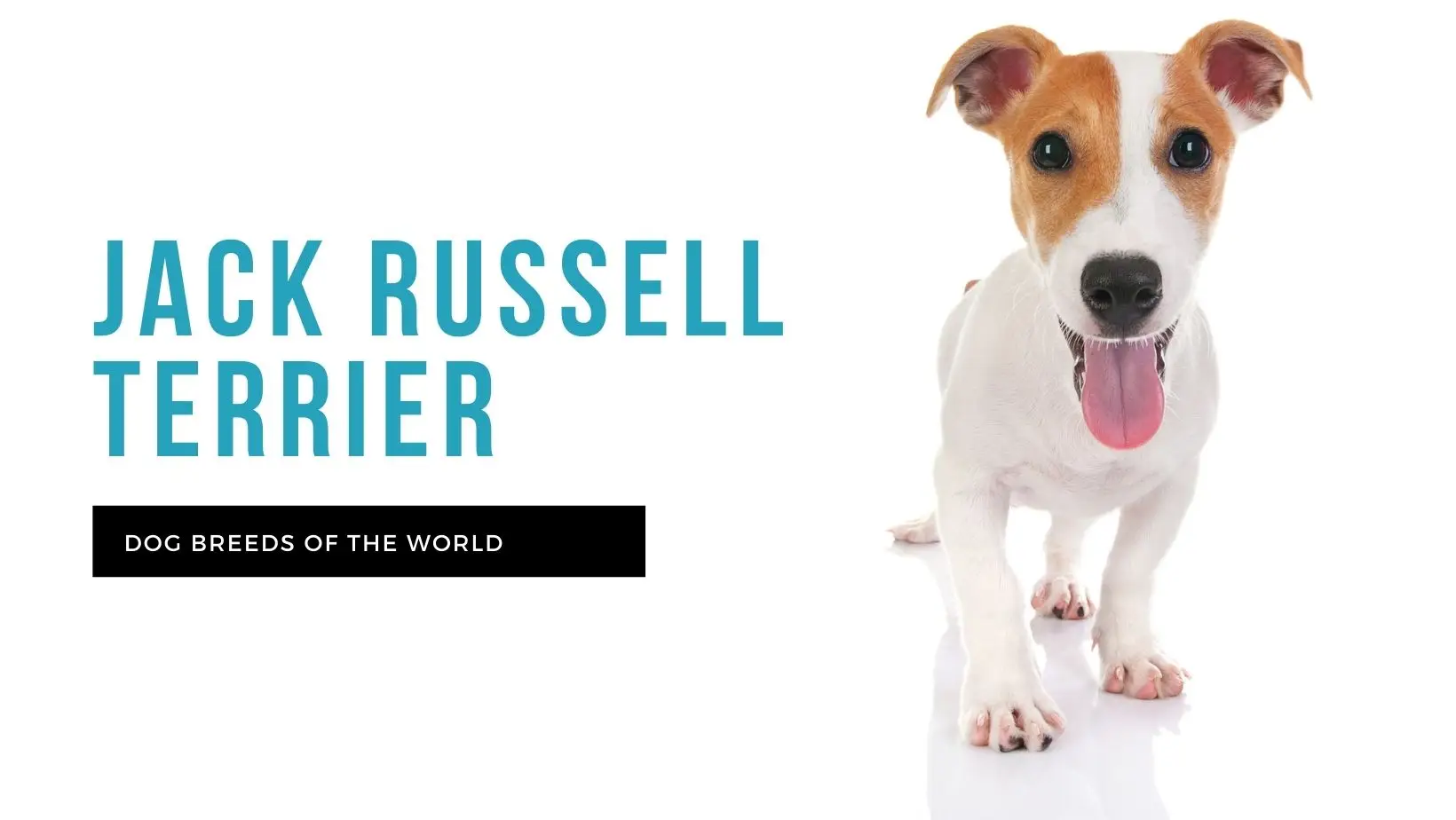 Jack Russell Terrier: The Energetic Small Dog with a Big Personality (Full Guide)