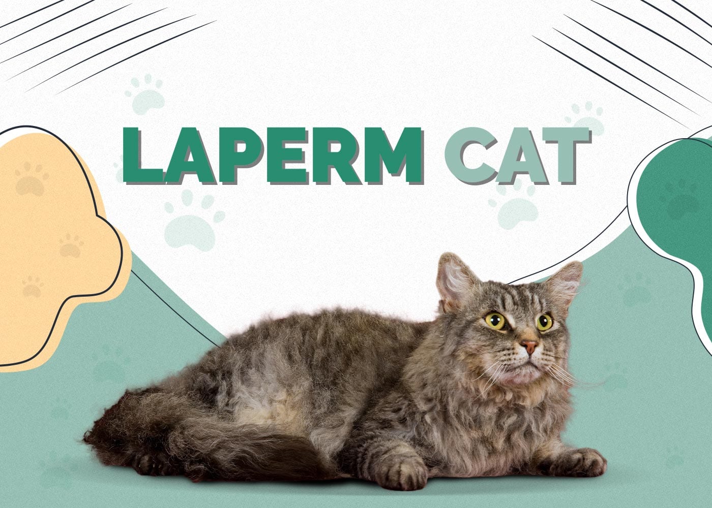 LaPerm Cat: Complete Profile, Characteristics, How to Guide, Training, Care, Choosing Tips, Pros and Cons, and Price
