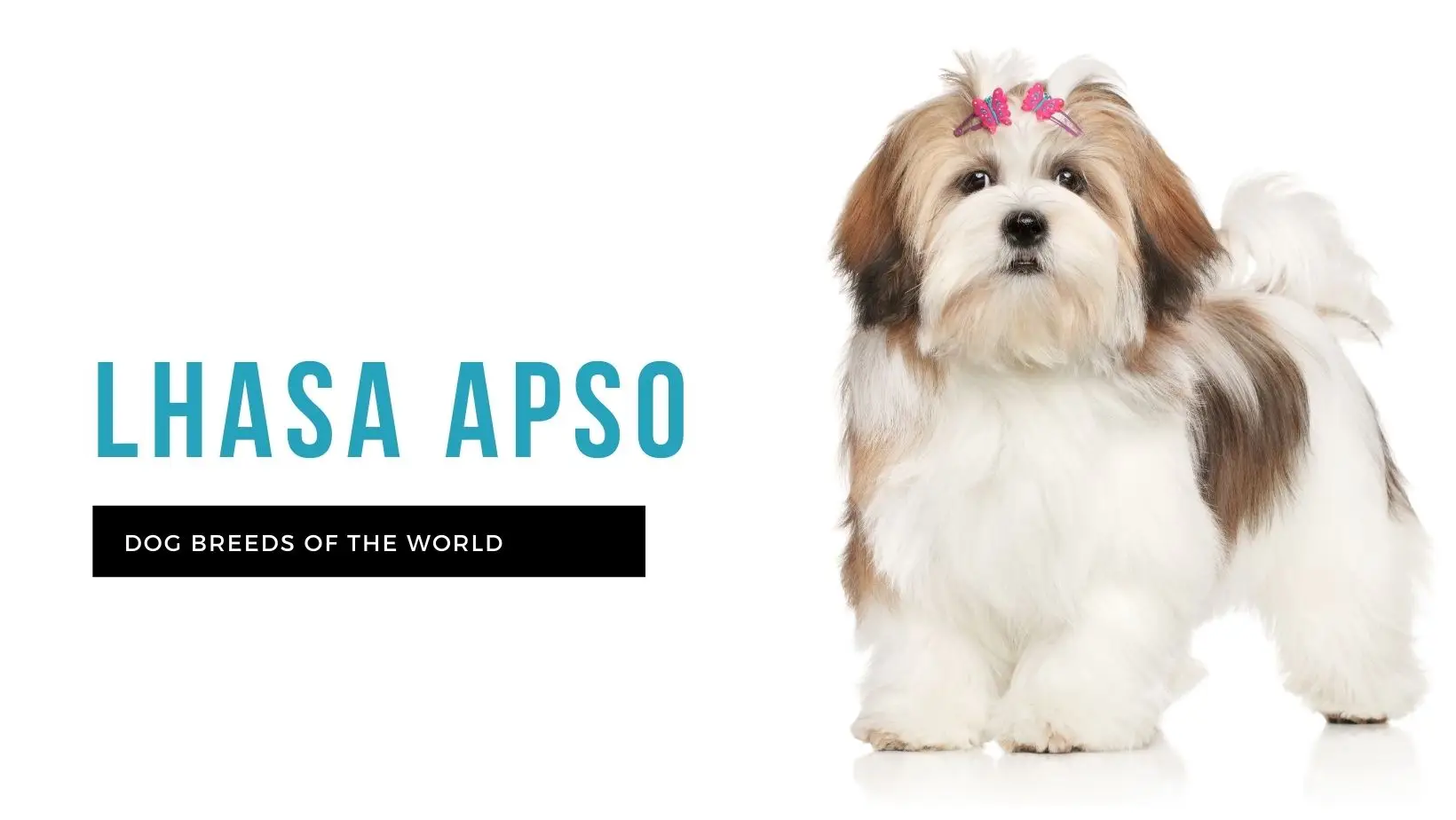 Lhasa Apso: The Ultimate Guide to This Loyal and Loving Companion