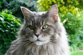 Maine Coon Cat: Complete Details, Profile, Characteristics, How-to Guide, Training, Care, Choosing Tips, Pros and Cons, and Price