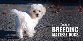 Maltese Dog Breed: Complete Guide, How-To Care, Pros & Cons