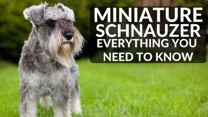Miniature Schnauzer: The Complete Guide