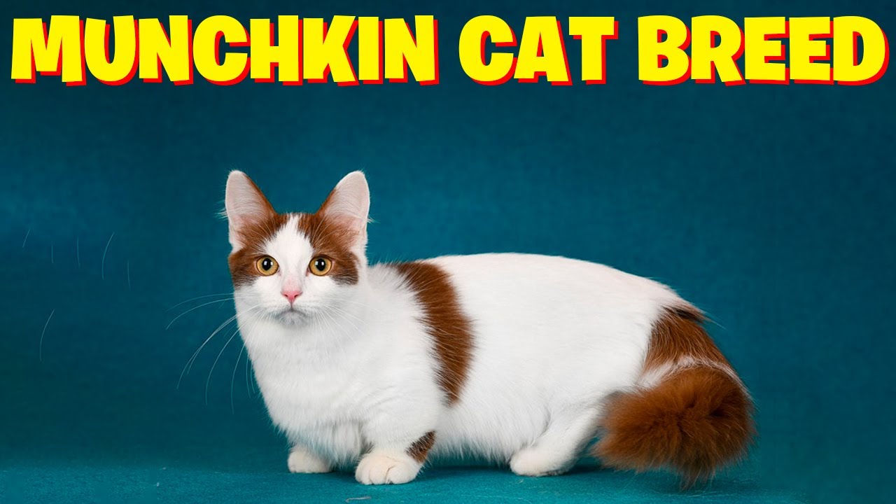 Munchkin Cat Complete Guide: Profile, Characteristics, Training, Care, Choosing Tips, Pros and Cons, and Price
