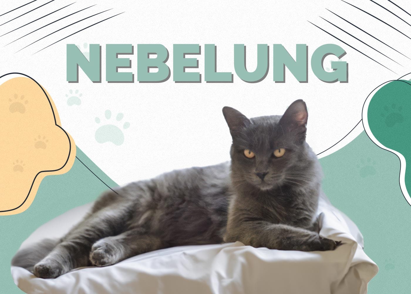 Nebelung Cat: Complete Profile, Characteristics, Training, Care, Choosing Guide, Pros and Cons, and Price
