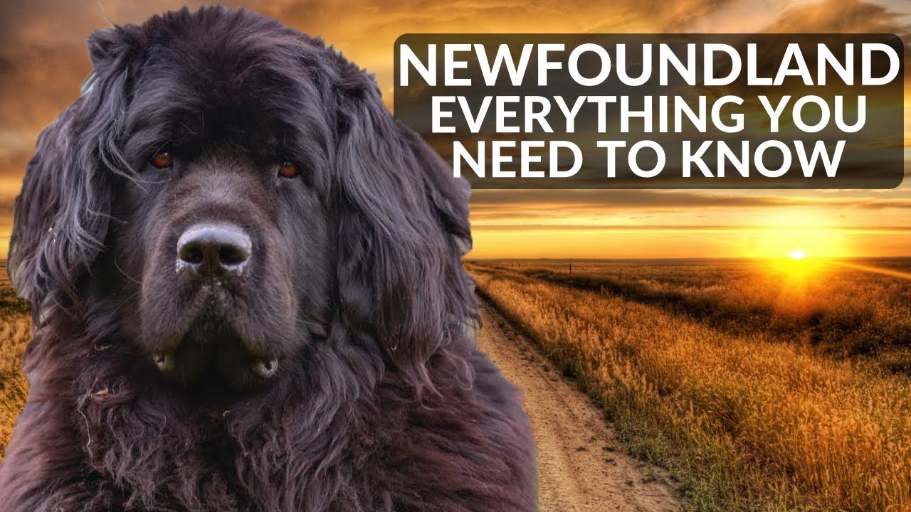 The Ultimate Guide to Newfoundland Dogs: Complete Details, How-to Guide, Training, Care, Choosing, Pros and Cons, and Price