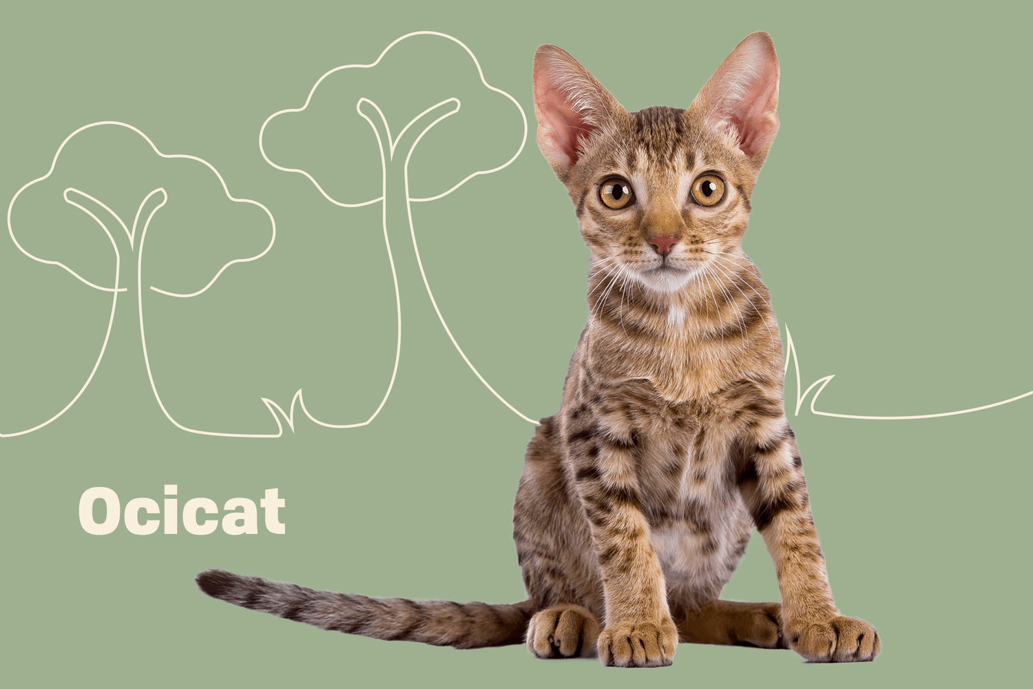 Ocicat: The Exotic-Spotted Companion – Full Guide, Training, Care, Pros, Cons, and Pricing